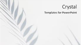  Presentation with palm leaves - Colorful slide deck enhanced with sun shadows - shadow of palm leaves backdrop and a white colored foreground