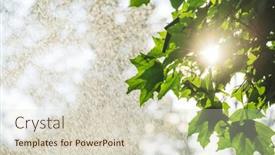  Presentation with maple leaves - Presentation theme enhanced with sun-shines-through-maple-tree background and a soft green colored foreground