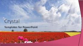  Presentation with rural tourism concept - Audience pleasing slides consisting of sun shines through the flying clouds adorable pink garden buttercups - ranunculus bloom on a farm field cloudy and windy day in may concept of ecological and rural tourism backdrop and a light blue colored foreground