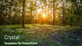  Presentation with shining - PPT layouts enhanced with sun-shining-between-the-trees background and a tawny brown colored foreground