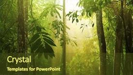  Presentation with forest morning - Slide set having sun shining earth - tropical rain forest with morning background and a tawny brown colored foreground
