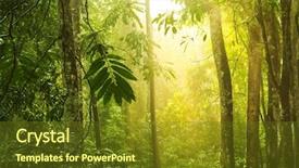  Presentation with forest morning - Cool new theme with sun shining earth - tropical rain forest with morning backdrop and a tawny brown colored foreground