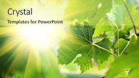  Presentation with grapevine - PPT theme featuring wineyard - sun shining through grapevine leaves background and a blonde colored foreground