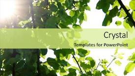  Presentation with shining - Presentation enhanced with sun shining through pear-tree leafs background and a soft green colored foreground