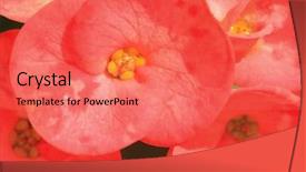  Presentation with sun star - Beautiful presentation theme featuring sun star succulent plant red backdrop and a coral colored foreground