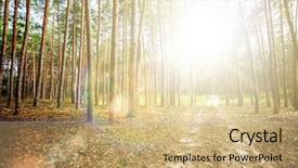  Presentation with pine trees - Theme consisting of sun sunshine - pine forest trees nature green background and a coral colored foreground