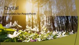  Presentation with sunshine flower - Slide deck consisting of sun sunshine - springtime is the moment background and a yellow colored foreground