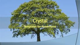  Presentation with oak tree - Cool new presentation design with sun under an oak tree backdrop and a tawny brown colored foreground