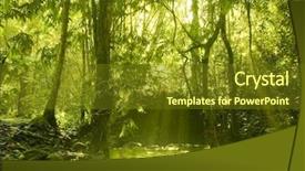  Presentation with green forest morning - Theme with sunbeam in green forest background and a  colored foreground