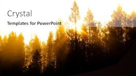  Presentation with pine trees - Presentation theme consisting of sunbeams-sunrays-streaming-through-pine background and a white colored foreground