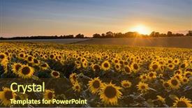  Presentation with sunflowers - Slide set with sunburst - looking across a field background and a tawny brown colored foreground
