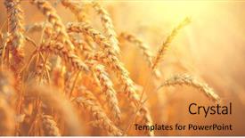  Presentation with rich - Colorful presentation theme enhanced with sunburst - wheat field ears of golden backdrop and a gold colored foreground