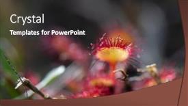  Presentation with free nature - PPT theme consisting of sundews-in-free-nature-environment background and a dark gray colored foreground