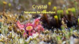  Presentation with free nature - Presentation theme having sundews-in-free-nature-environment background and a tawny brown colored foreground