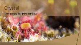  Presentation with free nature - Slide deck with sundews-in-free-nature-environment background and a coral colored foreground