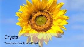  Presentation with sunflower - Presentation theme featuring sunflower against a blue sky background and a light blue colored foreground