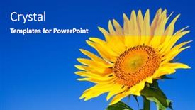  Presentation with sunflower - PPT layouts with sunflower against blue sky background and a dark gray colored foreground
