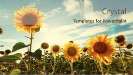  Presentation with agriculture field - Presentation design having sunflower-agriculture-field-and-blue background and a soft green colored foreground