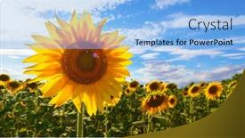  Presentation with agriculture field - Slide set having sunflower-agriculture-field-and-blue background and a light blue colored foreground