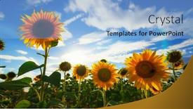  Presentation with agriculture field - Slide set consisting of sunflower-agriculture-field-and-blue background and a light blue colored foreground