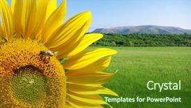  Presentation with nature design - PPT layouts with sunflower and beautiful meadow elements of nature design background and a forest green colored foreground