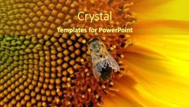  Presentation with bee - Theme with sunflower-and-bee background and a tawny brown colored foreground