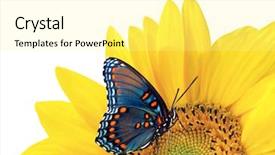  Presentation with sunflower - Cool new theme with sunflower and blue butterfly backdrop and a blonde colored foreground