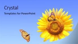  Presentation with monarch butterflies - Cool new PPT theme with sunflower and monarch butterflies danaus backdrop and a gray colored foreground