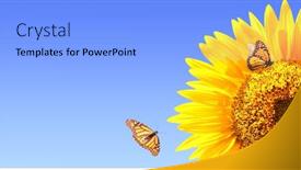  Presentation with butterflies - Presentation theme having monarchs flowers - sunflower and monarch butterflies danaus background and a light blue colored foreground