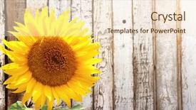  Presentation with rustic sunflower - Theme featuring sunflower and rustic wooden fence background and a lemonade colored foreground
