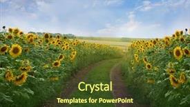  Presentation with summer - Slides having sunflower background - summer road background and a tawny brown colored foreground