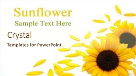  Presentation with sunflower - PPT layouts enhanced with sunflower background on white background background and a cream colored foreground