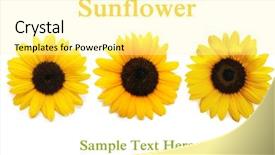  Presentation with sunflower - PPT layouts enhanced with sunflower background on white background background and a blonde colored foreground