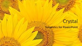  Presentation with rustic sunflower - PPT layouts enhanced with sunflower background background and a light gray colored foreground