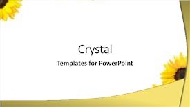  Presentation with sunflower - Theme featuring sunflower blooms isolated on white background focus at center of each flower background and a white colored foreground