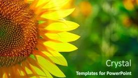  Presentation with bright yellow - Cool new theme with sunflower-bright-field-with-yellow backdrop and a forest green colored foreground