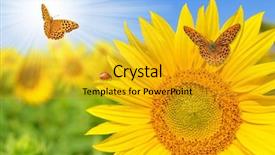  Presentation with rustic purple butterflies - Theme enhanced with photo shows a colourful wooden bowling pins background and a coral colored foreground