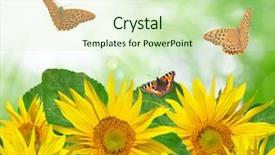  Presentation with rustic sunflower - Cool new presentation theme with butterfly plant flower floral pattern - sunflower with butterflies backdrop and a soft green colored foreground