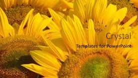  Presentation with sunflower - Colorful PPT theme enhanced with sunflower-close-up-against-field backdrop and a gold colored foreground