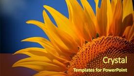  Presentation with sunflower - PPT theme enhanced with sunflower close up background and a tawny brown colored foreground