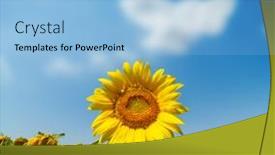  Presentation with sunflower - 