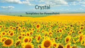  Presentation with blue flower - Presentation theme having sunflower field and cloudy blue background and a light blue colored foreground