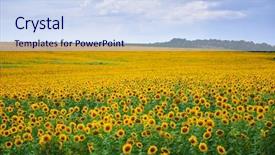  Presentation with sunflower - PPT layouts consisting of sunflower field beautiful summer landscape background and a  colored foreground