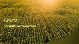 Presentation with sunflower - Slide set having sunflower-field-in-magic-sunset background and a tawny brown colored foreground