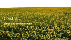  Presentation with sunflower sunflower sunflower sunflower sunflower - Beautiful presentation featuring sunflower-field-isolated backdrop and a tawny brown colored foreground