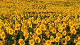  Presentation with sunflower - Cool new slides with sunflower-field-natural-background backdrop and a gold colored foreground