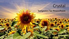  Presentation with sunflower sunflower sunflower sunflower sunflower - Colorful presentation design enhanced with sunflower field on sunset sky backdrop and a teal colored foreground
