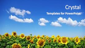  Presentation with sunflower - Audience pleasing PPT layouts consisting of sunflower field over cloudy blue sky backdrop and a cobalt blue colored foreground