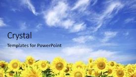  Presentation with sunflower - Audience pleasing presentation design consisting of sunflower field over cloudy blue sky backdrop and a light blue colored foreground