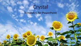  Presentation with sunflower sunflower sunflower sunflower sunflower - Beautiful presentation theme featuring sunflower field over cloudy blue sky backdrop and a light blue colored foreground